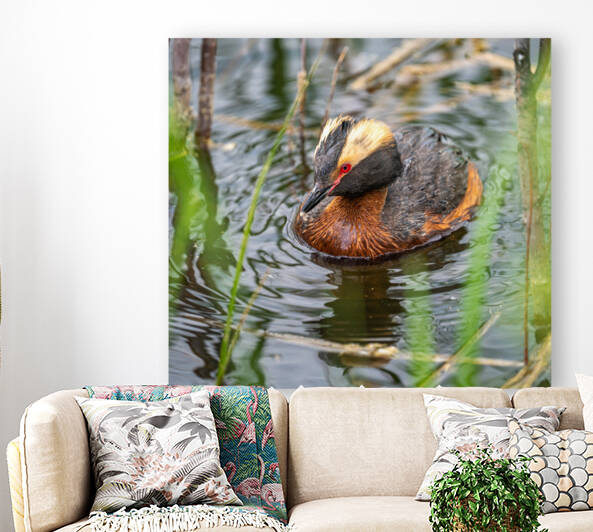 Horned Grebe Reproduction