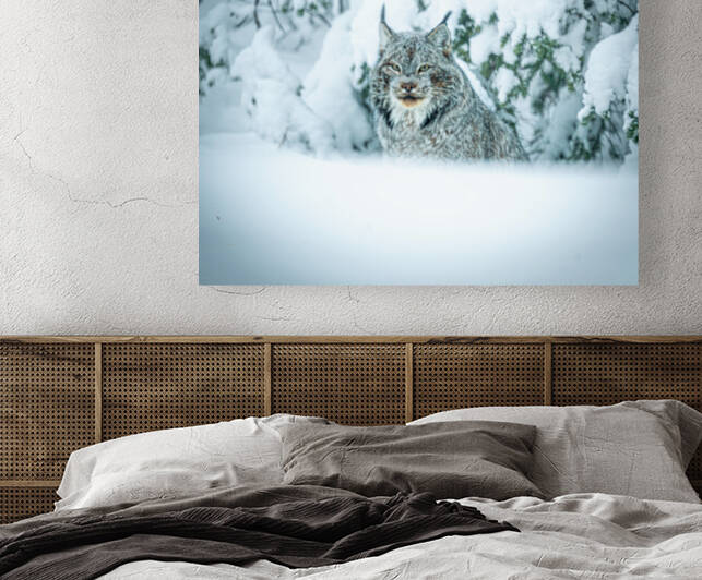 Lynx Reproduction
