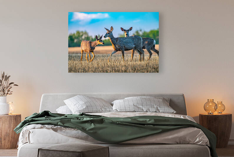 Mule Deer Reproduction