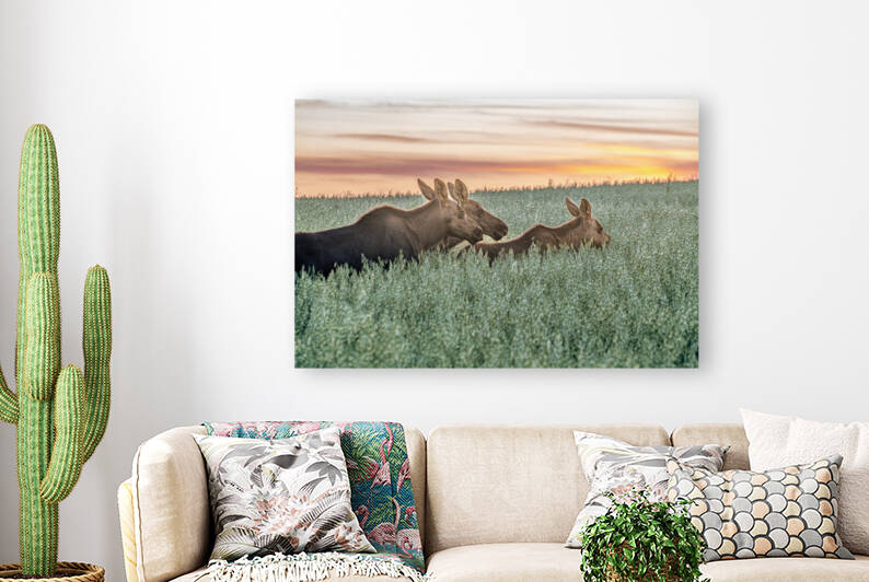 Moose Triplets at Sunset by Kevin MacLellan