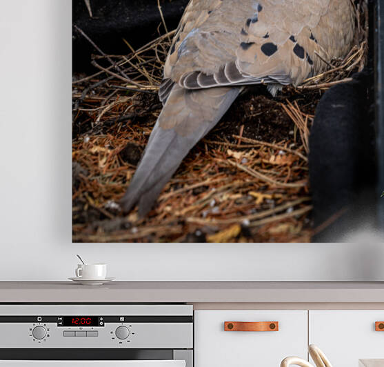 Nesting Pidgeon Reproduction