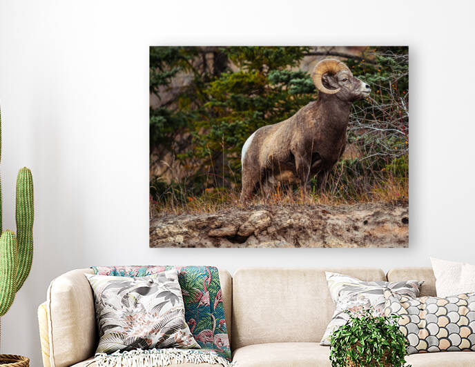 Ram Reproduction