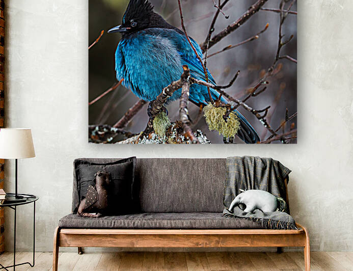 Stellers Jay by Kevin MacLellan