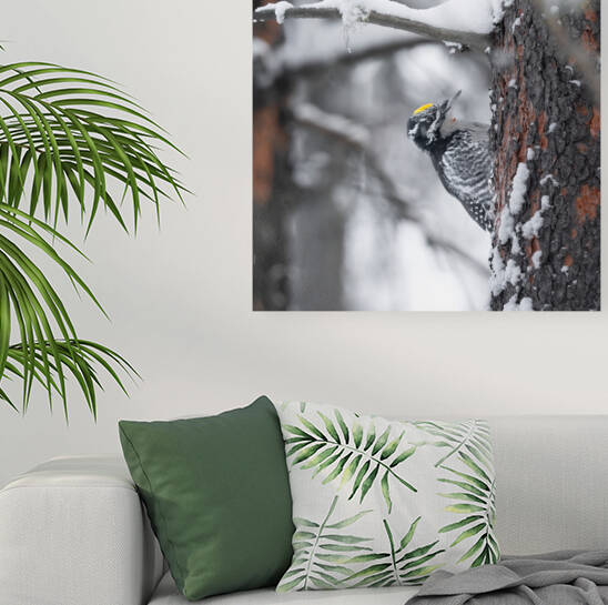 Woodpecker Reproduction