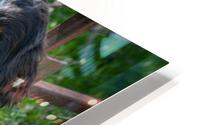 Burnese HD Metal print