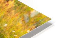 Loving Autumn HD Metal print