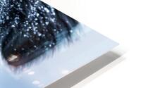 Winter Dog HD Metal print