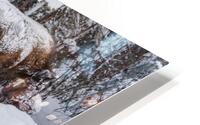 Bison Herd HD Metal print