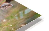 Curious Calf HD Metal print