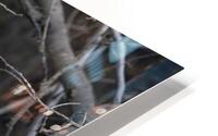 Grouse HD Metal print