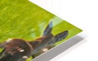 Moose Triplets HD Metal print