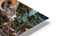 Ram HD Metal print