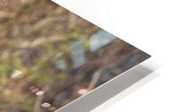 Young Elk HD Metal print