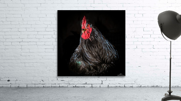 The Rooster Wall Preview