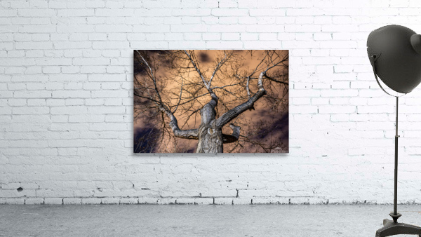 The Tree Wall Preview