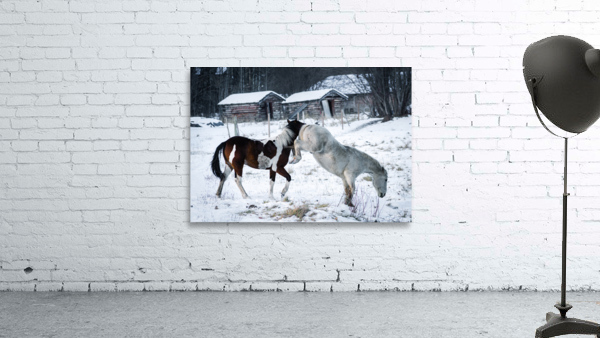 Horse Kicking Wall Preview