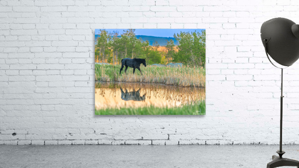 Horse Reflection Wall Preview