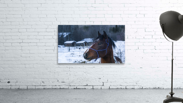 Horse Portrait Wall Preview