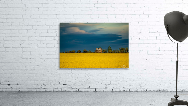 Canola Field Wall Preview