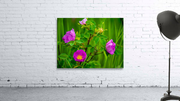 Wild Roses Wall Preview