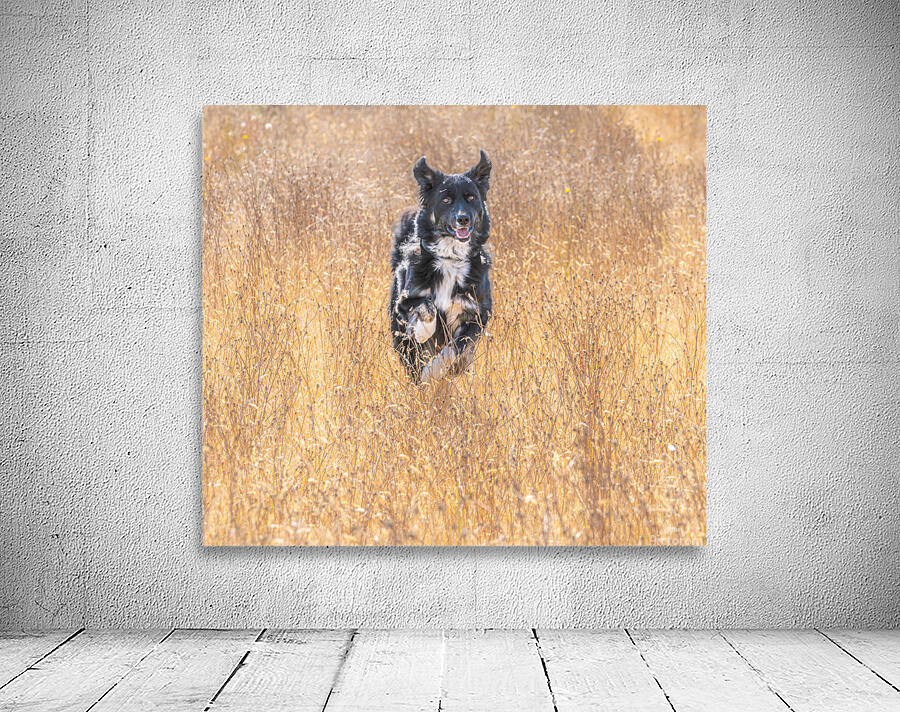Happy Dog Wall Preview
