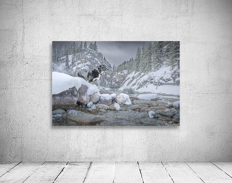 Northern Dog Wall Preview