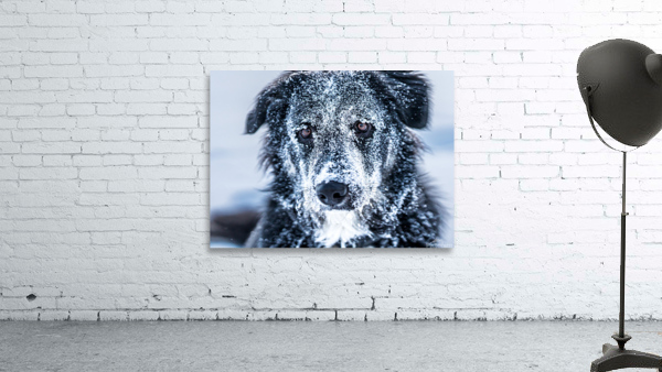 Winter Dog Wall Preview