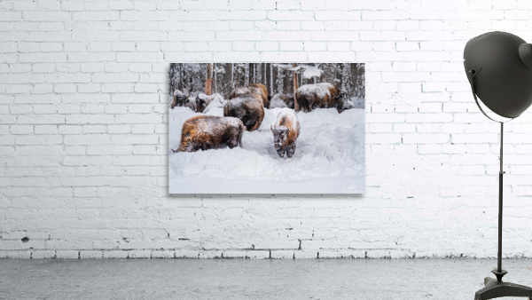 Bison Herd Wall Preview
