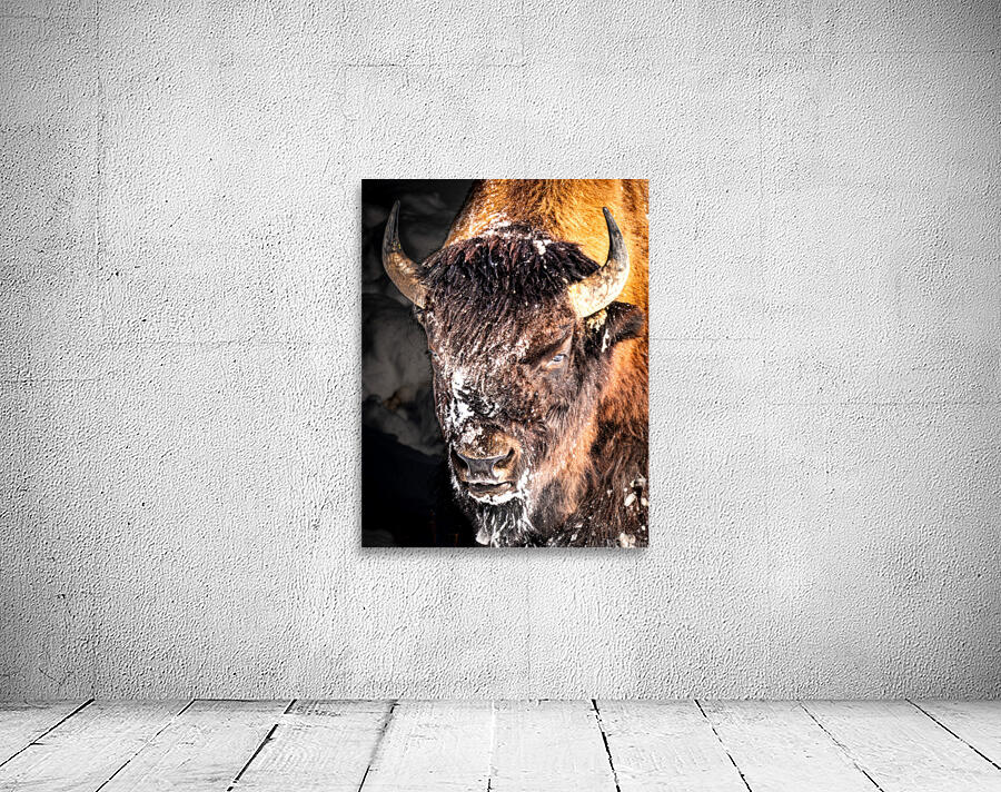 Bison Portrait Wall Preview