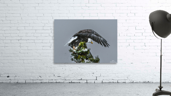 Bald Eagle Wall Preview