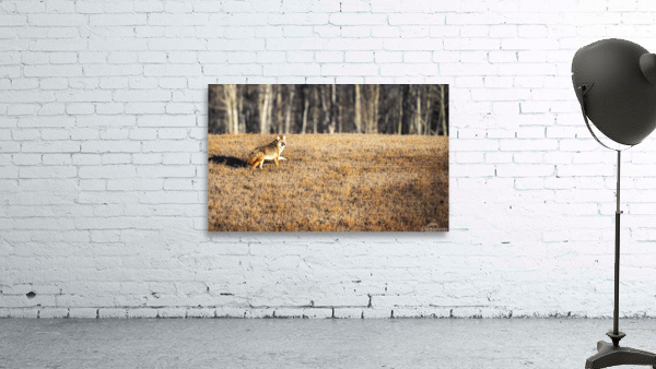 Coyote Wall Preview