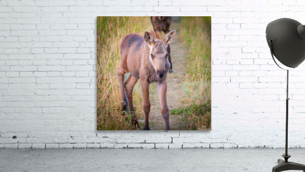 Curious Calf Wall Preview