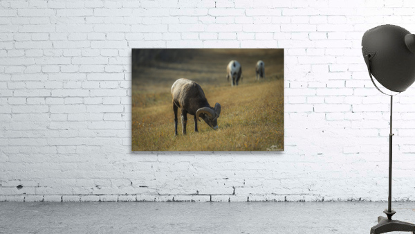 Grazing Wall Preview