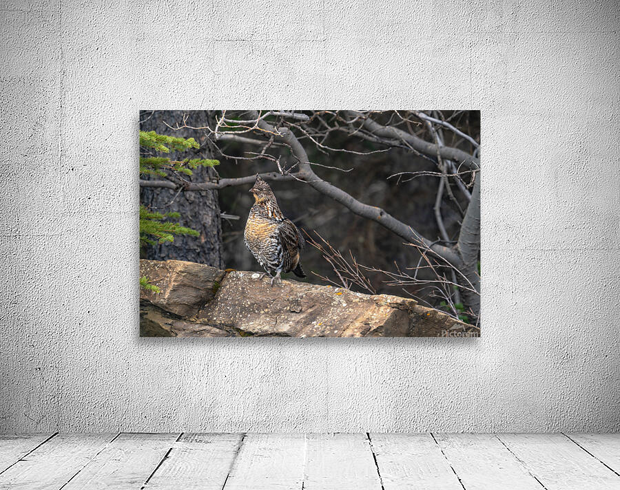 Grouse Wall Preview