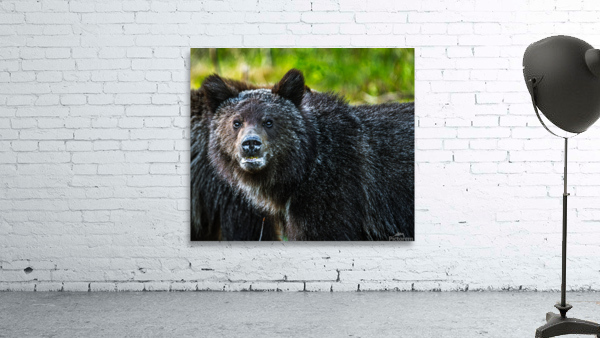 Grizzly Close up Wall Preview