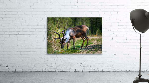 Grazing Caribou Wall Preview