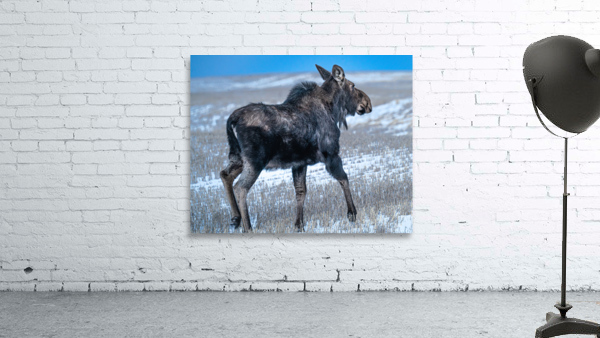 Moose in Open Field Wall Preview