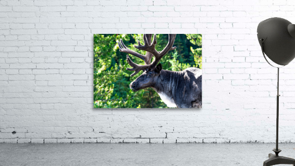 Mountain Caribou Rack Wall Preview