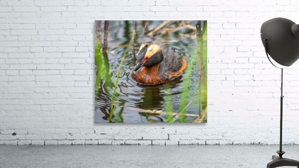 Horned Grebe Wall Preview