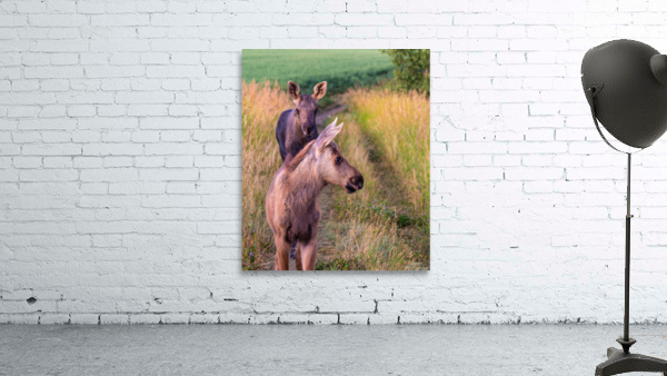 Moose Calfs Wall Preview