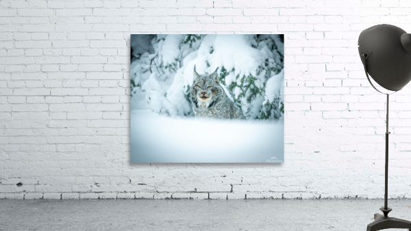 Lynx Wall Preview