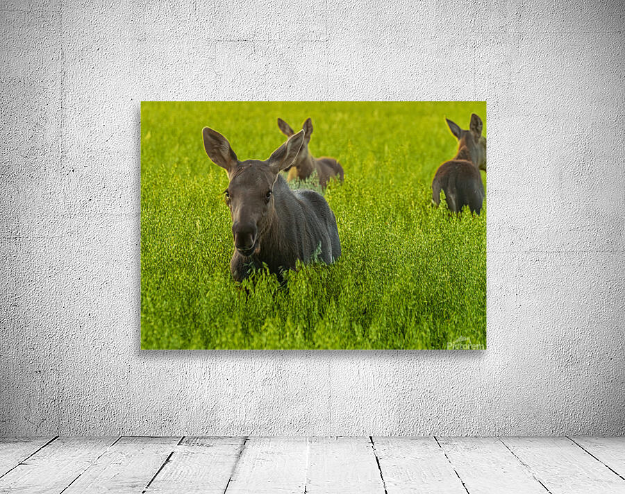 Moose Triplets Wall Preview