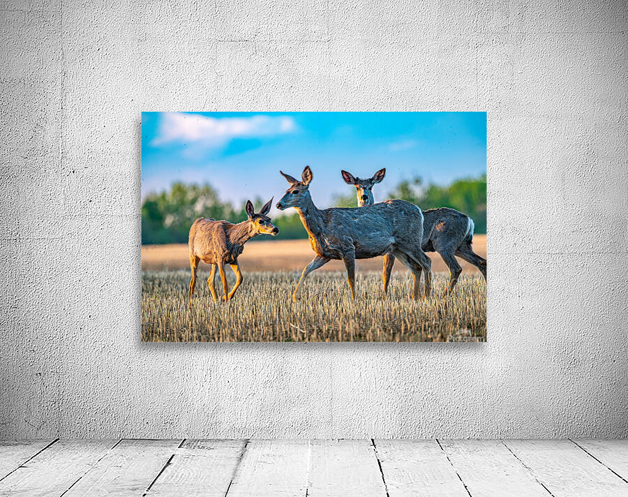 Mule Deer Wall Preview