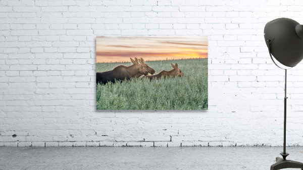 Moose Triplets at Sunset Wall Preview