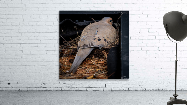 Nesting Pidgeon Wall Preview