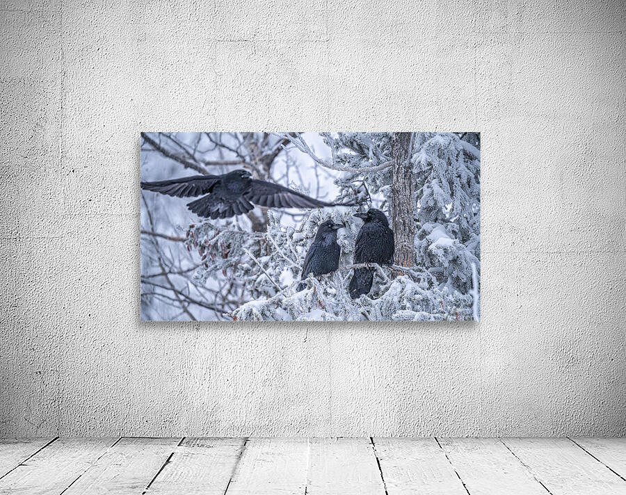 Ravens Wall Preview