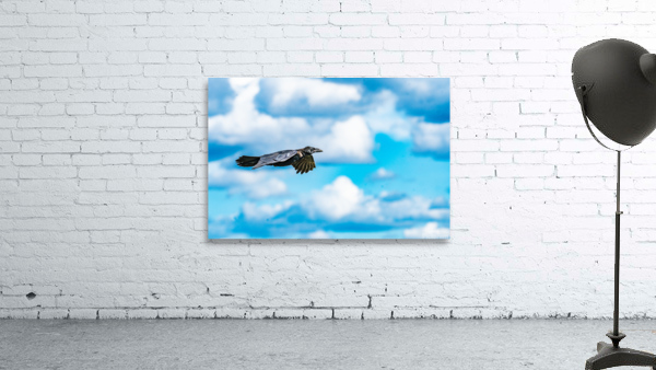Raven in Flight Wall Preview