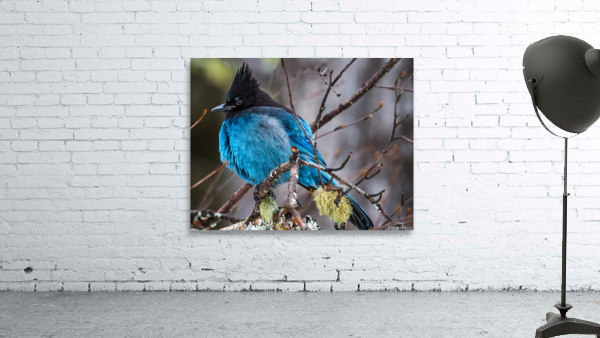 Stellers Jay Wall Preview
