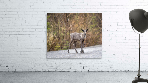 Young Elk Wall Preview