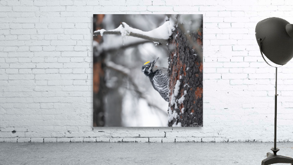 Woodpecker Wall Preview